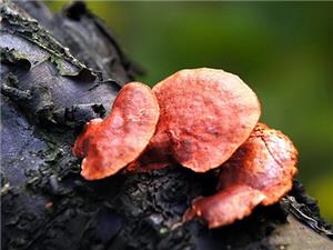 【源宇生物科技】為什么破壁靈芝孢子粉小孩不能吃？